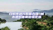 白蟻傳達分散能力強 林木遭蟻害需趕快滅治