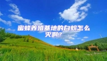 蜜蜂養殖基地的白蟻怎么滅啊？