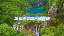 怎么滅老鼠六種方法