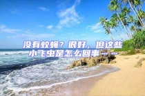 沒有蚊蠅？很好，但這些小飛蟲是怎么回事……