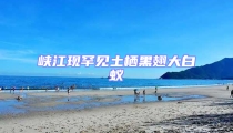 峽江現(xiàn)罕見土棲黑翅大白蟻