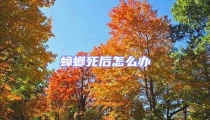 蟑螂死后怎么辦