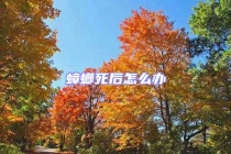 蟑螂死后怎么辦