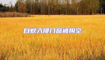 白蟻入侵門窗被掏空