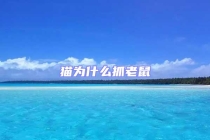 貓為什么抓老鼠