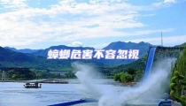 蟑螂危害不容忽視