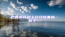巴西將釋放上億只轉(zhuǎn)基因蚊子