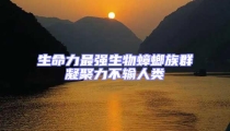 生命力最強生物蟑螂族群凝聚力不輸人類