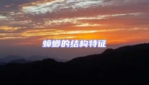 蟑螂的結(jié)構(gòu)特征