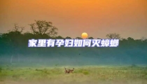 家里有孕婦如何滅蟑螂