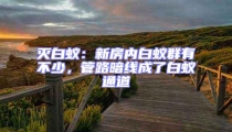 滅白蟻:新房內白蟻群有不少,管路暗線成了白蟻通道