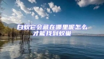 白蟻它會藏在哪里呢怎么才能找到蟻巢