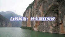 白蟻防治:什么是紅火蟻