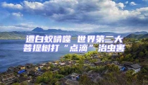 遭白蟻啃噬 世界第二大菩提樹打“點滴”治蟲害