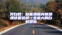 滅白蟻:自家墻板內(nèi)竟然埋伏著這樣一支龐大的白蟻部隊