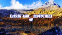 白蟻紛飛期,怎樣滅治白蟻