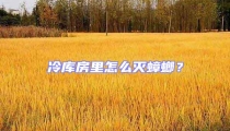 冷庫房里怎么滅蟑螂?