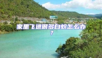 家里飛進(jìn)很多白蟻怎么辦?