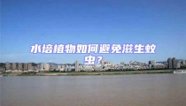 水培植物如何避免滋生蚊蟲？