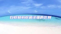 白蟻和螞蟻最詳細的區別