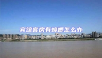 賓館客房有蟑螂怎么辦
