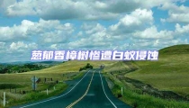 蔥郁香樟樹慘遭白蟻侵蝕