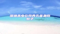 深圳殺蟲公司養孔雀魚吃蚊子
