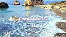 白蟻群體的形成