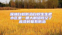 深圳白蟻防治白蟻生生把小區里一棵大樹給吃空了 應及時聯系防治