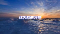 紅火蟻的習性
