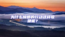 為什么蟑螂的行動這樣敏捷呢?