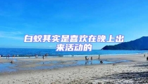 白蟻其實是喜歡在晚上出來活動的