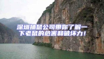 深圳捕鼠公司帶你了解一下老鼠的危害和破壞力!