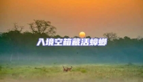 入境空箱藏活蟑螂