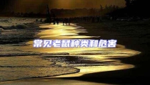 常見老鼠種類和危害