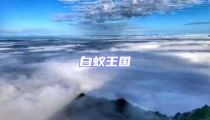 白蟻王國
