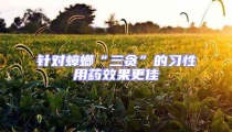 針對蟑螂“三貪”的習性用藥效果更佳