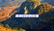 堤壩白蟻的挖巢