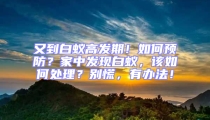 又到白蟻高發(fā)期!如何預(yù)防?家中發(fā)現(xiàn)白蟻,該如何處理?別慌,有辦法!