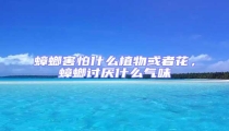 蟑螂害怕什么植物或者花,蟑螂討厭什么氣味