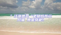 ”江湖恩怨“老鼠咬死三只貓 真是奇葩!