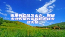家里有老鼠怎么辦,深圳專業(yè)滅鼠公司教你怎樣專業(yè)滅鼠