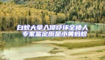 白蟻大舉入侵嚇壞全樓人 專家鑒定原是小黃螞蟻
