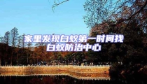 家里發現白蟻第一時間找白蟻防治中心