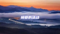 蟑螂的活動
