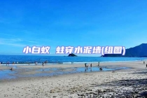 小白蟻 蛀穿水泥墻(組圖)