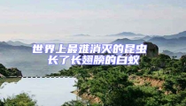 世界上最難消滅的昆蟲(chóng) 長(zhǎng)了長(zhǎng)翅膀的白蟻