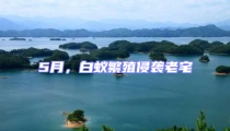5月,白蟻繁殖侵襲老宅