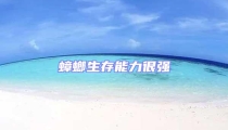 蟑螂生存能力很強