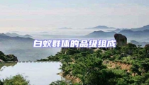 白蟻群體的品級組成